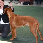 00 - Wayo im Ring, Foto Lea Kratzer