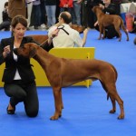 17 - Bratislava, FCI World Dog Show, Okt. 2009, Jugendklasse, Excellent (V)