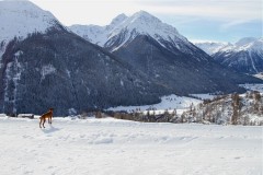 Schweiz, Dez. 2010/Jan. 2011