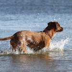 08 - erster kühner Sprung in die kalte Ostsee, Wayo ist unbeeindruckt...