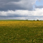 20 - Löwenzahnwiesen