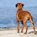 25 - Wayo beobachtete fasziniert einen landenden Schwan