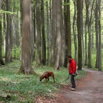 50 - durch traumhaft schöne Buchenwälder über den Hochuferweg