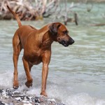 59 - das Wasser milchig von ausgeschwemmter Kreide