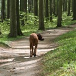 67 - und durch den Märchenwald zurück