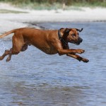 90 - und dann wieder den Sand aus dem Fell spülen ;)