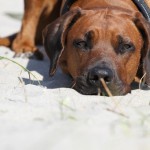 94 - ein bisschen chillen im warmen Sand gehört auch dazu