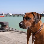 18 - im Hafen in Sassnitz