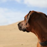 04 - Sand soweit das Hundeauge reicht