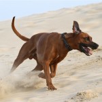 63 - unser "Dänischer Wüstenrennhund"