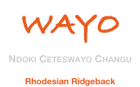 Ndoki Ceteswayo Changu – Rhodesian Ridgeback